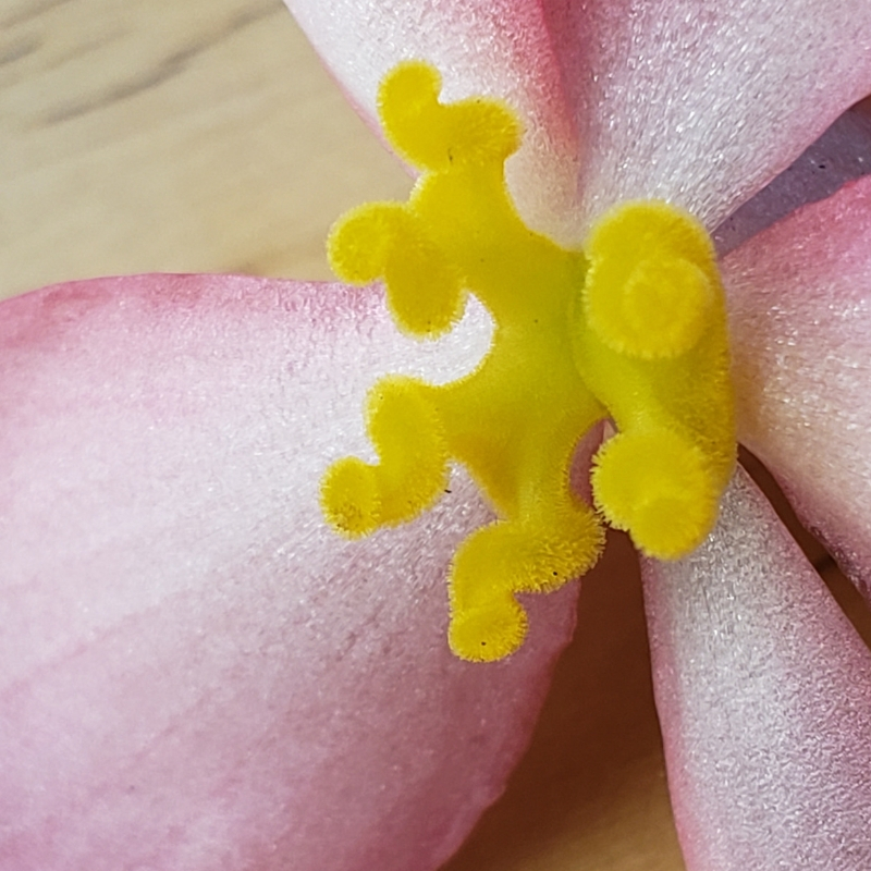 egonia Carpellate Flower Close-Up